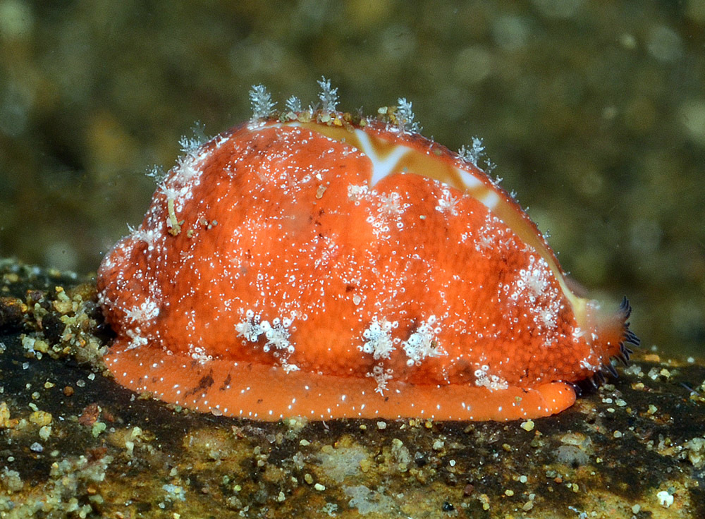 Palmadusta ziczac - Mabini, Batangas, Philippines