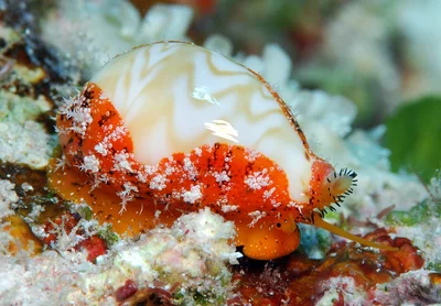 Palmadusta ziczac - Kwajalein Atoll, RMI