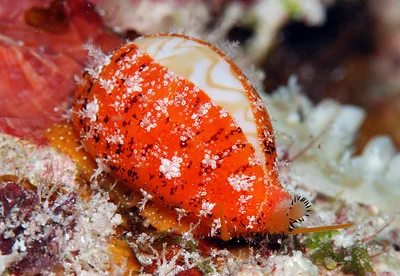 Palmadusta ziczac - Kwajalein Atoll, RMI