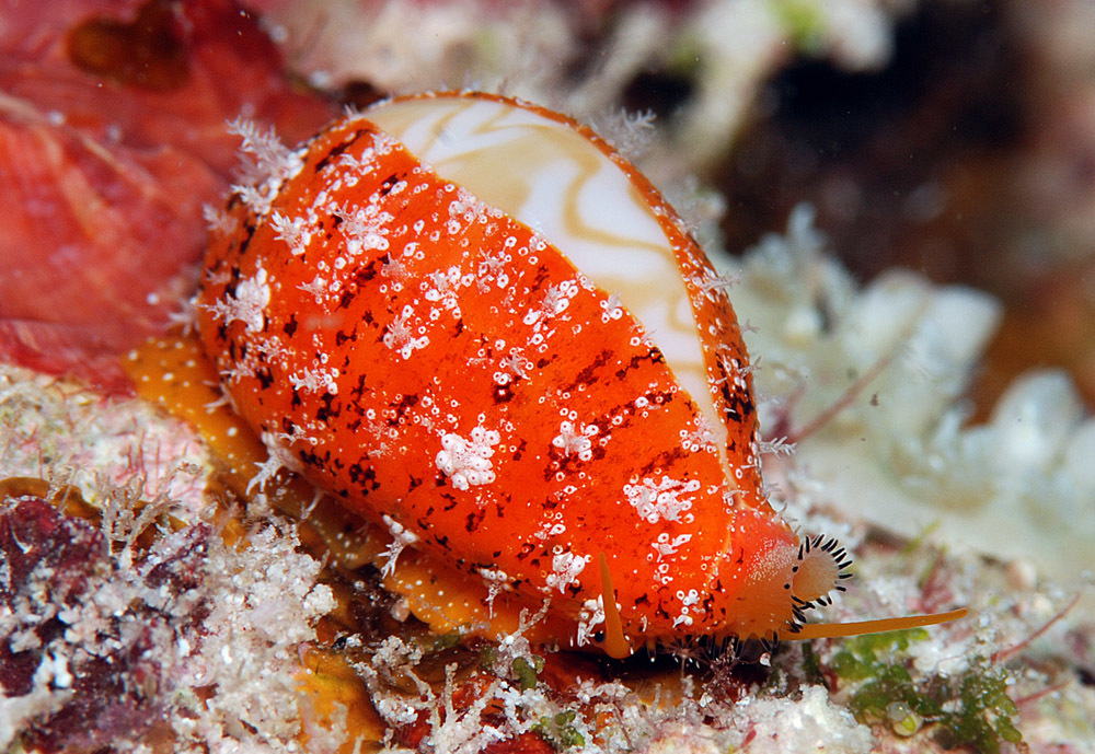 Palmadusta ziczac - Kwajalein Atoll, RMI