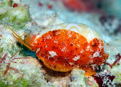 Palmadusta ziczac - Kwajalein Atoll, RMI