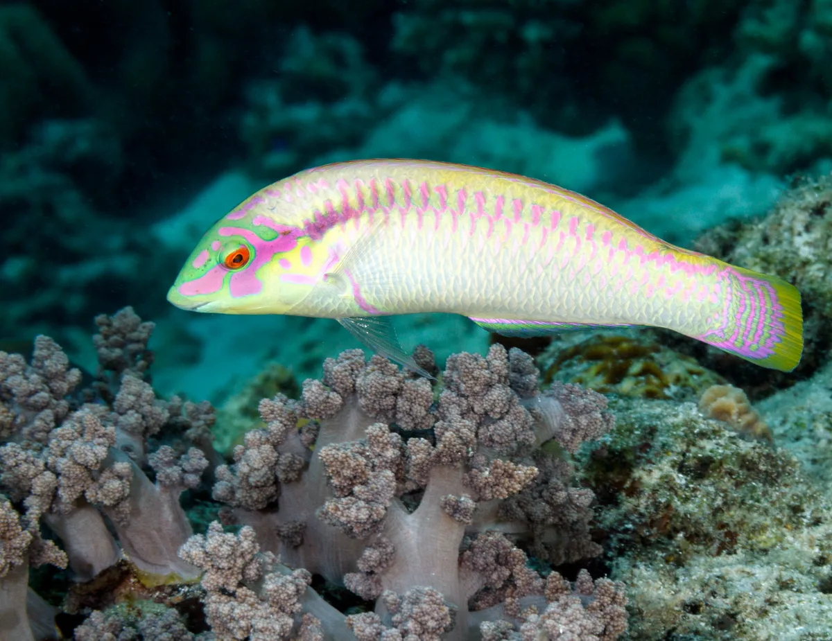 Zigzag Wrasse - Halichoeres scapularis