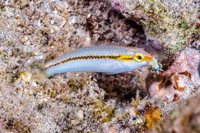 Zigzag wrasse, juvenile with hermit crab prey - Halichoeres scapularis
