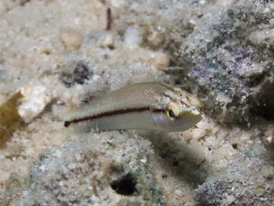 Halichoeres scapularis juvenile