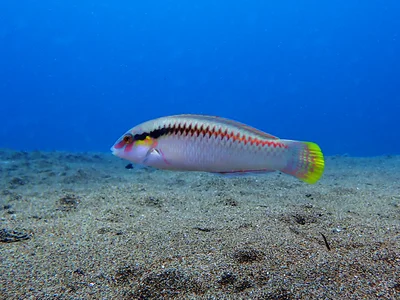 Halichoeres scapularis female