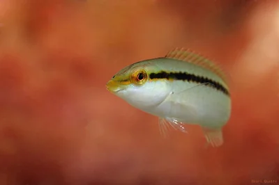 Halichoeres scapularis juvenile