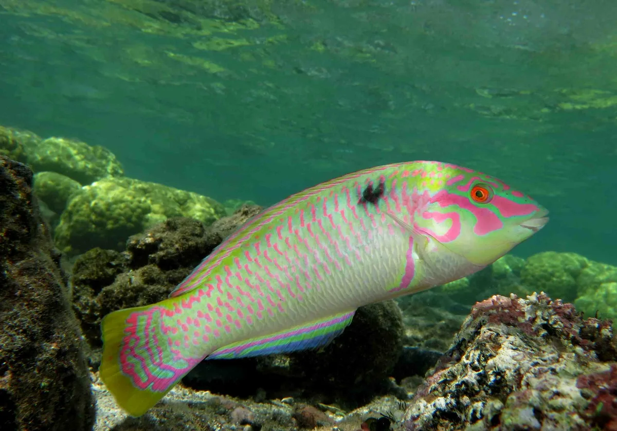 Halichoeres scapularis male