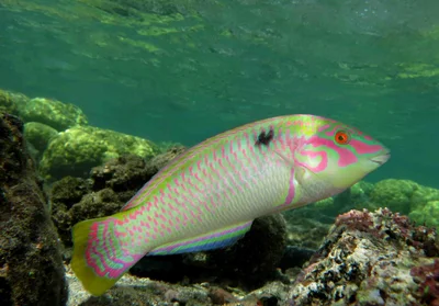 Halichoeres scapularis male