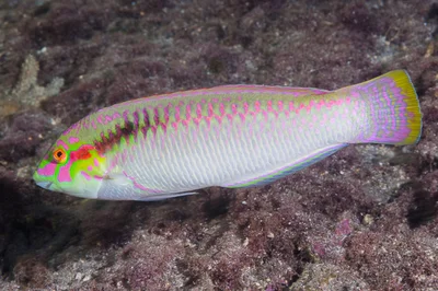 Zigzag wrasse, terminal phase - Halichoeres scapularis