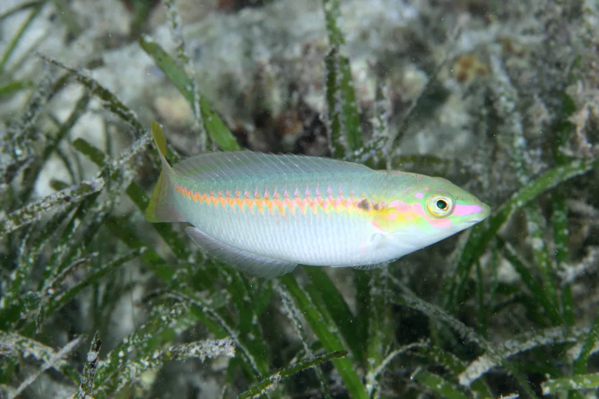Zigzag Wrasse