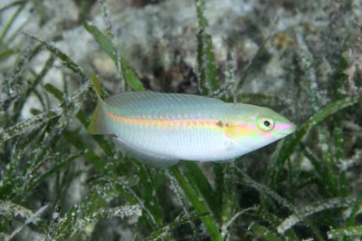 Zigzag Wrasse