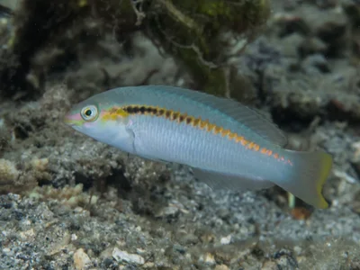 Zigzag wrasse (Halichoeres scapularis)