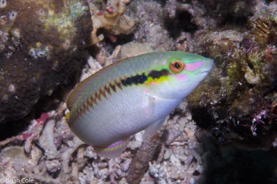 Zigzag Wrasse (Halichoeres scapularis)