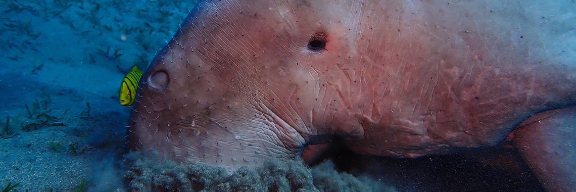 Extra Divers Equinox