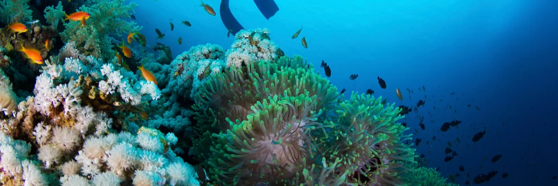 Crazy Waves Diving Club