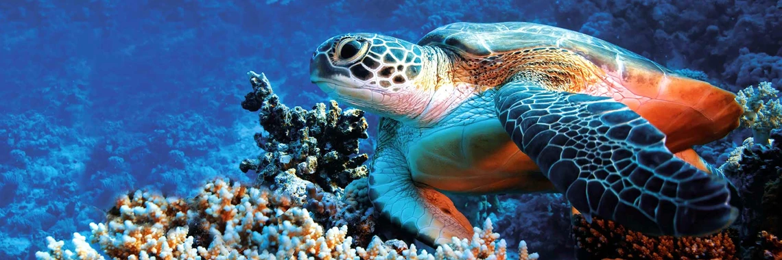 Extra Fun Divers Soma Bay