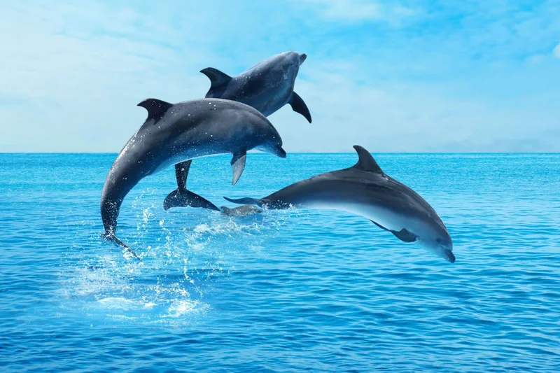 National Dolphin Day