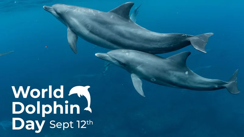 World Dolphin Day