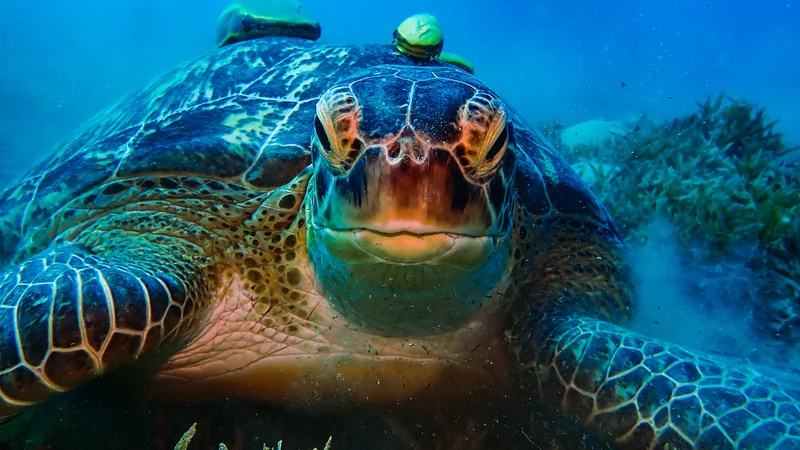 Sea Turtle Week