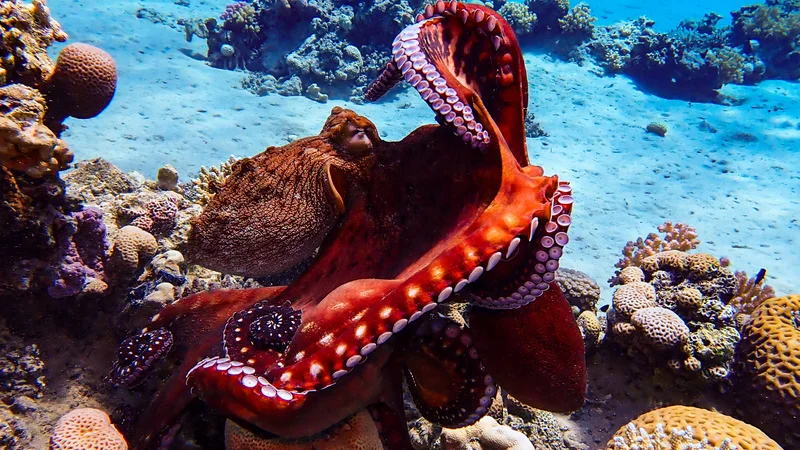 World Octopus Day