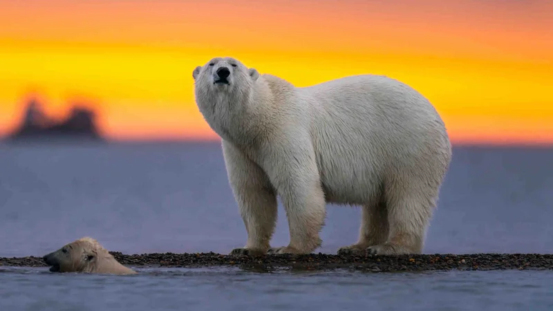 International Polar Bear Day