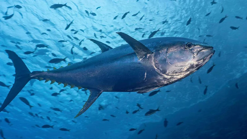 World Tuna Day
