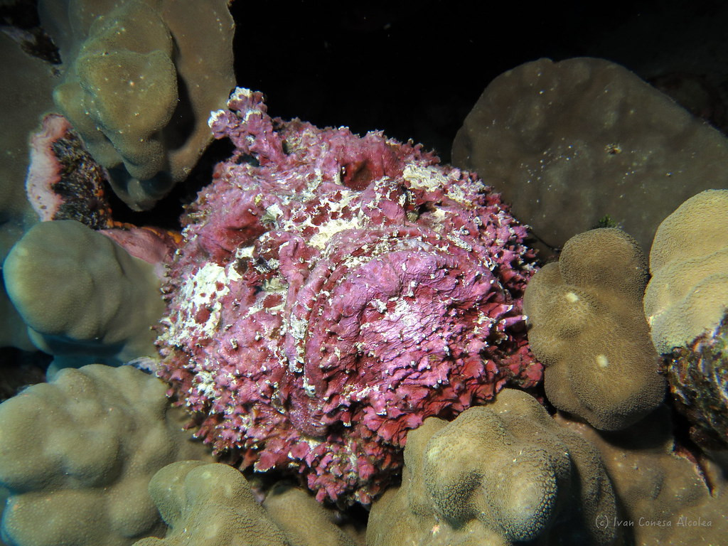 The 13 Spines of Death: Understanding Stonefish Venom and Its Effects