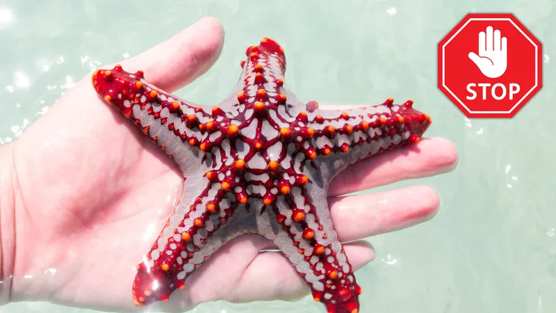 Why You Should Never Pick Up a Starfish for a Photo