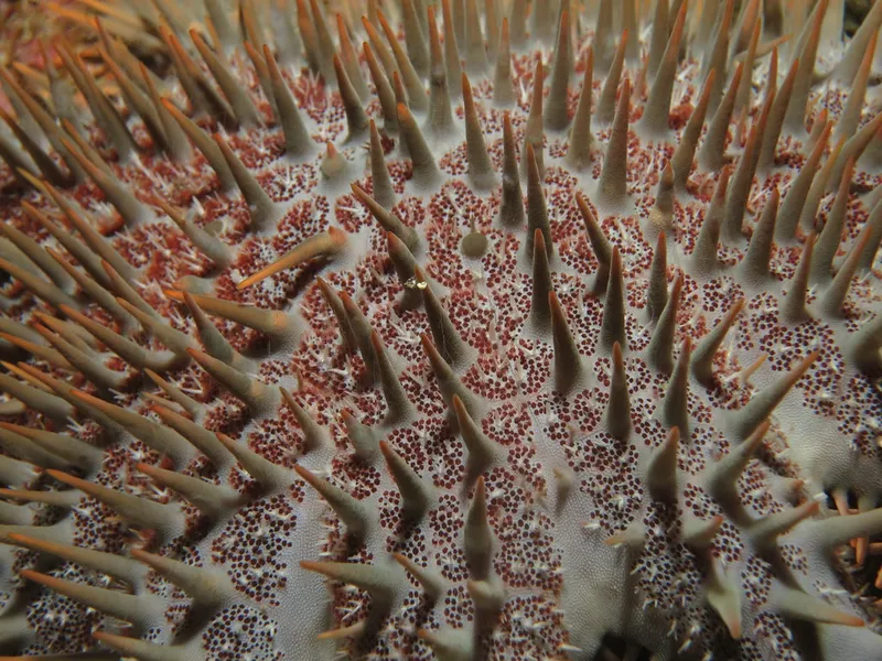 Crown-of-Thorns Starfish / Credit: chino1138
