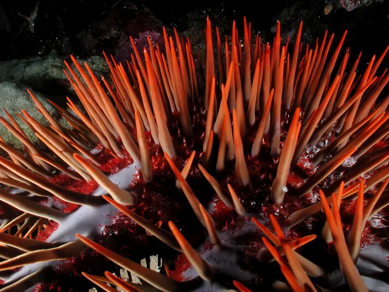 Crown-of-Thorns Starfish / Credit: Brian Stephenson