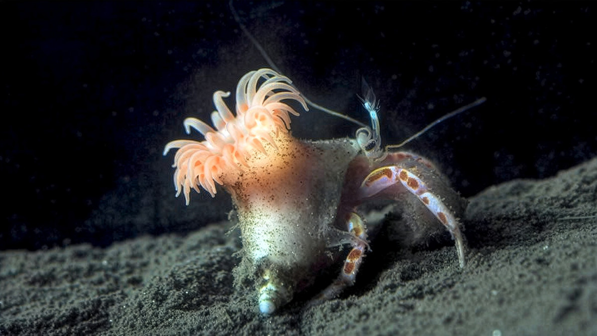 Meet the Pink Sea Anemone That Builds Homes for Hermit Crabs