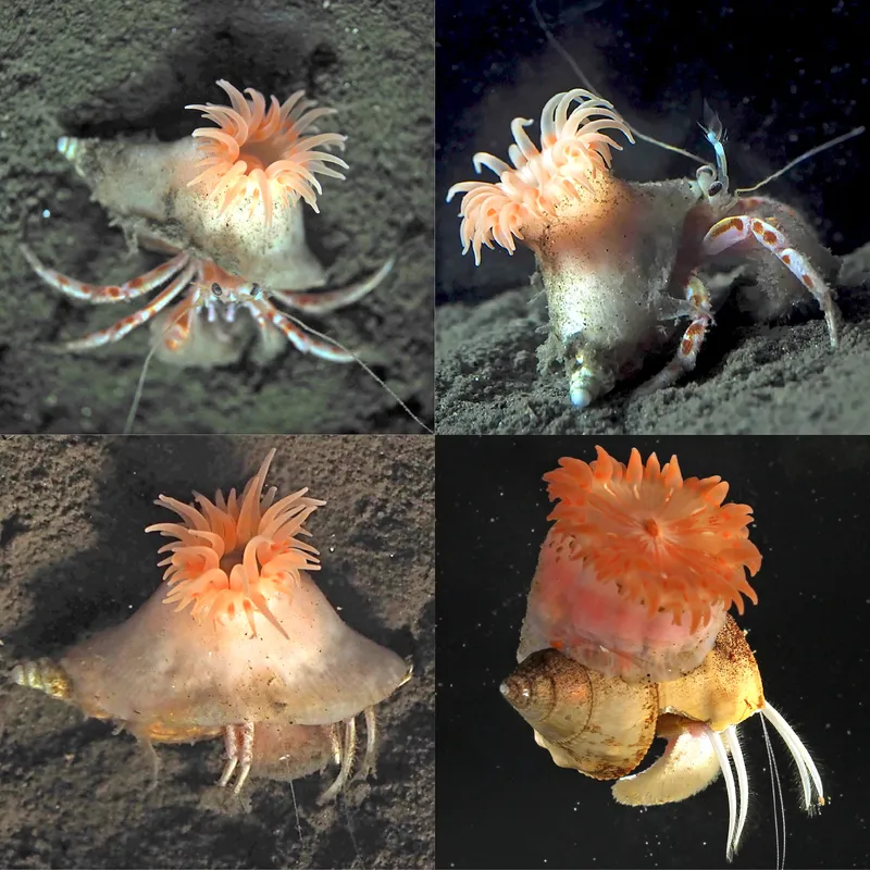 Paracalliactis tsukisome, a newly discovered sea anemone living in symbiosis with hermit crabs on the deep-sea floor off Japan. Its name is derived from the ancient Japanese poetry anthology Man'yōshū. / Credit: Yoshigawa et al.