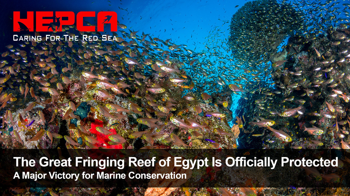 The Great Fringing Reef of Egypt Is Officially Protected: A Major Victory for Marine Conservation