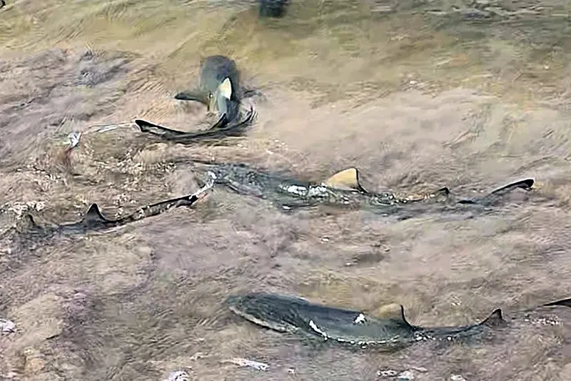 Drones Capture Lemon Sharks Hunting Invasive Jaguar Cichlid in Brazil – A First-Ever Record