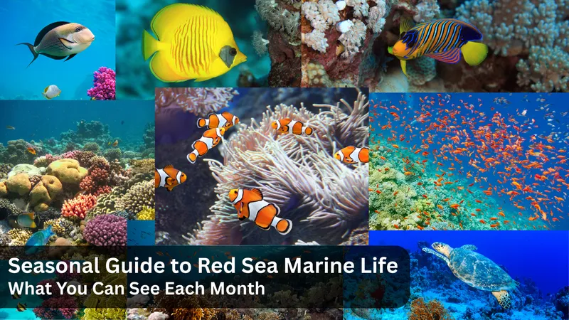 Seasonal Guide to Red Sea Marine Life: What You Can See Each Month