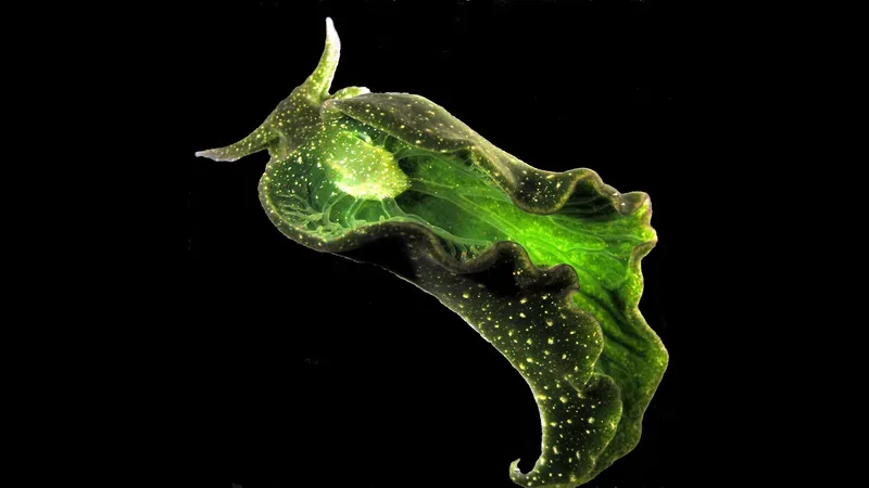 Solar-Powered Sea Slugs: How These Remarkable Creatures Harness Sunlight for Energy Through Kleptoplasty