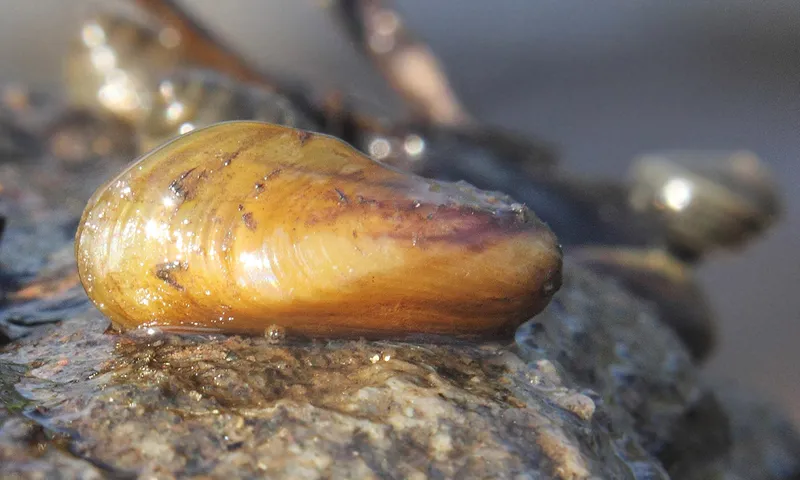 Golden mussel (Limnoperna fortunei)