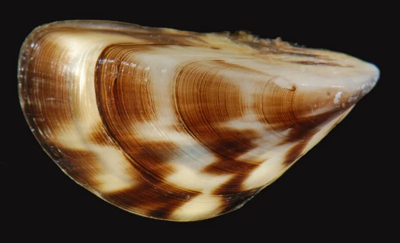 Zebra mussels (Dreissena polymorpha)