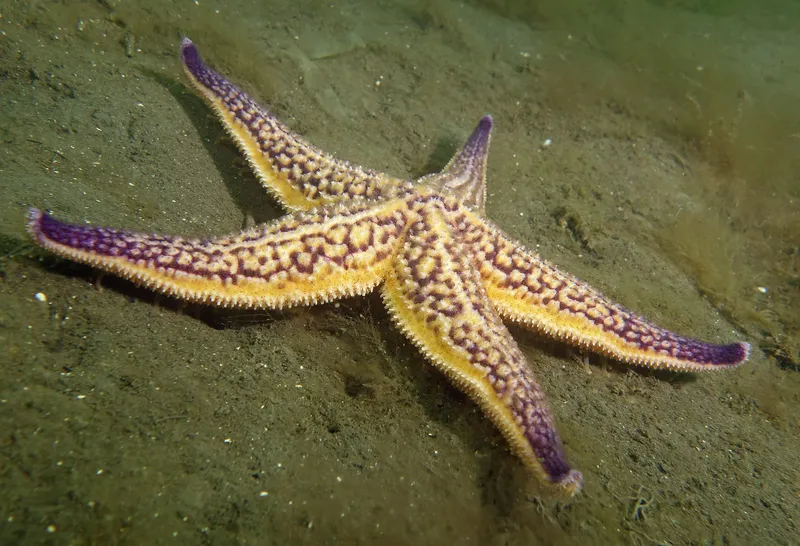 Northern Pacific Seastar Asterias amurensis