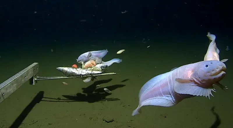 A group of snailfish swims between 7,500 and 8,200 meters below sea level. The deepest fish was filmed at 8,336 meters under the surface. 