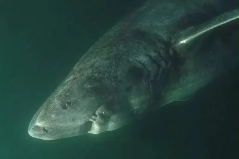 How Ocean Life Rebounded So Rapidly After Earth’s Worst Mass Extinction