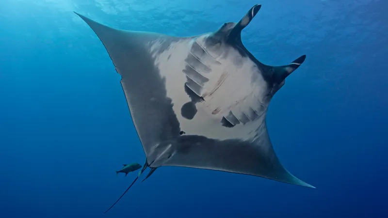 Giant Manta Ray First of Its Kind to Be Officially Listed as Endangered