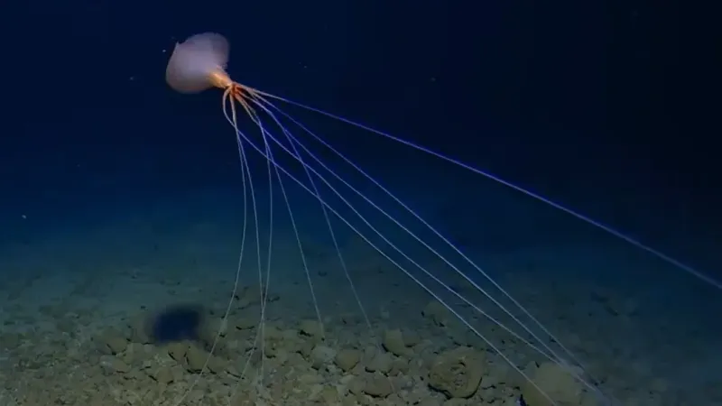 Bigfin squid (Magnapinna) are the deepest-dwelling species of squid known to science