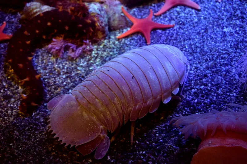 Giant Isopods Genus Bathynomus