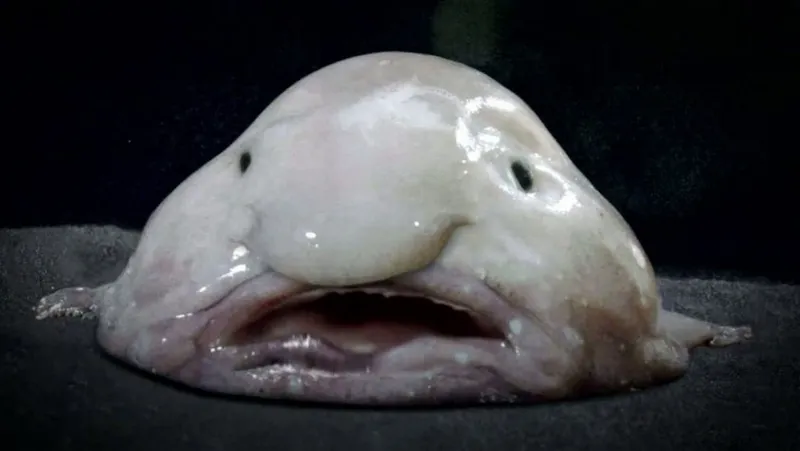 Blobfish (Psychrolutes microporos)