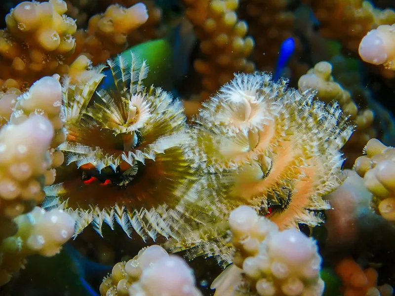 Christmas Tree Worms (Spirobranchus giganteus)