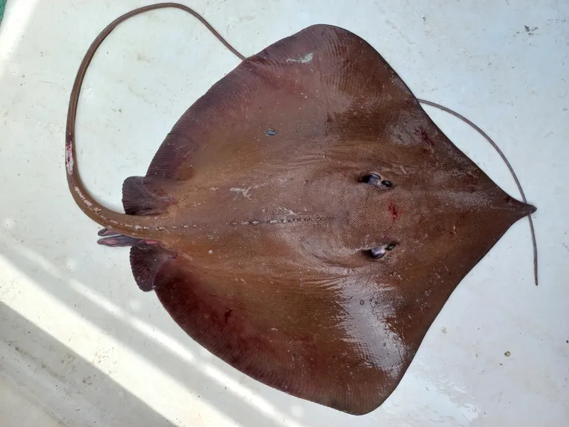 Pacific Longnose Stingray (Hypanus rubioi)