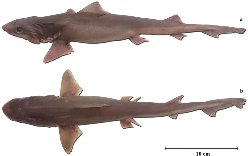 Iago gopalakrishnani