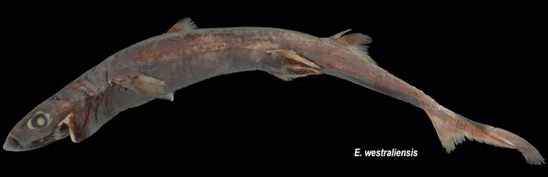 Etmopterus westraliensis