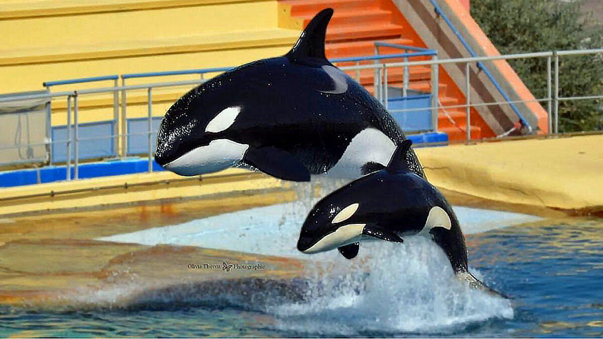 Wikie and Keijo Freed: France Approves Transfer to Nova Scotia Whale Sanctuary - Hope for Marineland’s Orcas